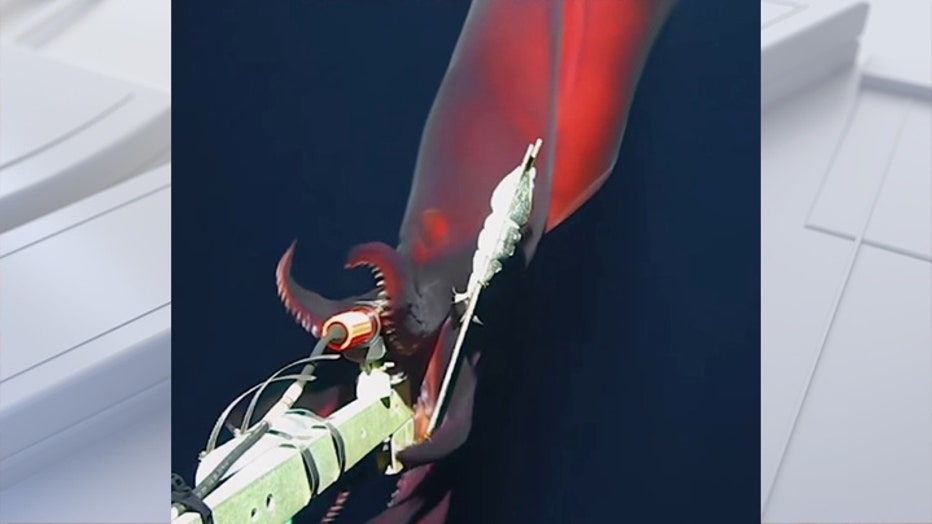 hooked giant squid deep sea attacking camera