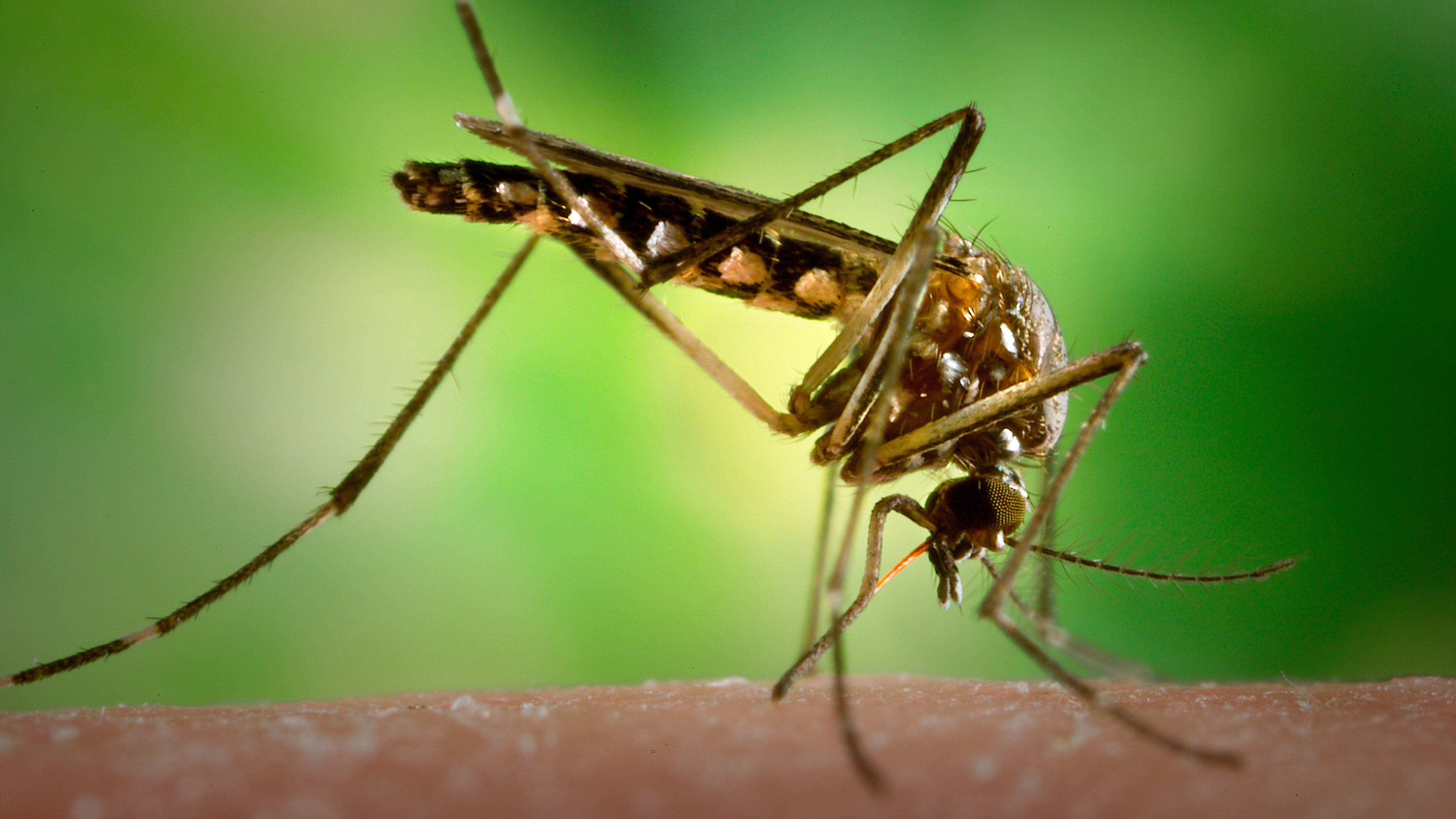 West Nile virus detected in suburban Chicago mosquitoes