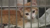 Rescued cats from Iowa find temporary refuge with PAWS Chicago