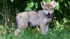Help name a new wolf pup at Brookfield Zoo Chicago! Here's how.