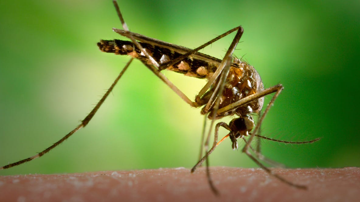 West Nile virus detected in suburban Chicago mosquitoes