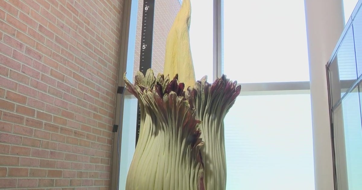 Flower2015 Rare double bloom of corpse flowers draws crowds to Chicago