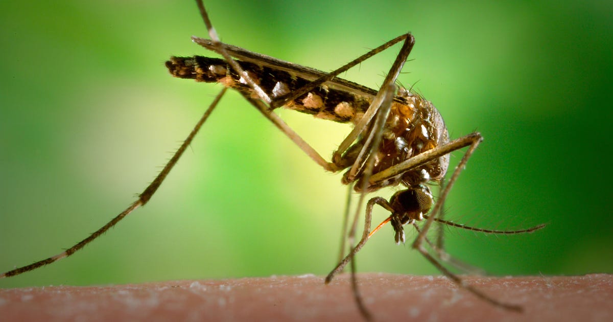 West Nile virus detected in suburban Chicago mosquitoes