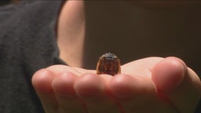 Chicago-area boy finds rare cicadas in his backyard