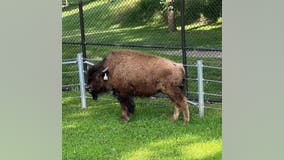 Lords Park Zoo welcomes new bison named Buffy