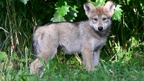 Name revealed for new Mexican wolf pup at Brookfield Zoo Chicago