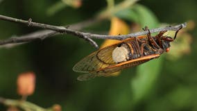 Collecting sex-crazed zombie cicadas on speed: Scientists track a bug-controlling super-sized fungus