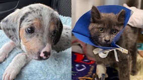 PAWS Chicago spotlights medical miracles 'Rizzoli' and 'Sunny' during annual Giving Day