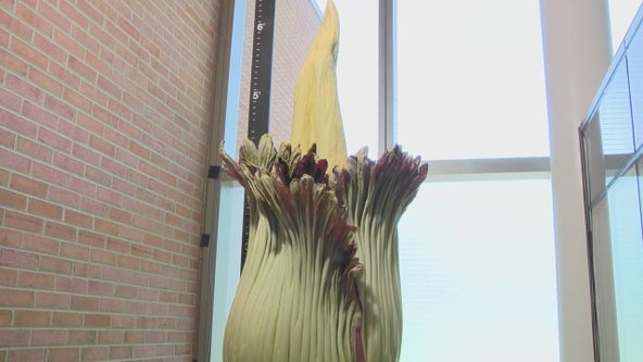 Rare double bloom of corpse flowers draws crowds to Chicago Botanic Garden