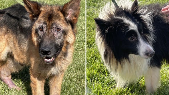 11 dogs rescued after being found in unsanitary conditions in NW Indiana: sheriff