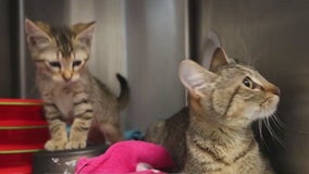 PAWS Chicago rescues 35 cats from deadly illness at city shelter