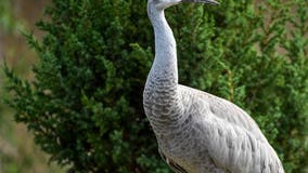 Brookfield Zoo unveils new North American Prairie Aviary to highlight endangered bird species