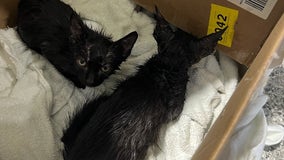 Three kittens rescued after being thrown into porta-potty in North Chicago