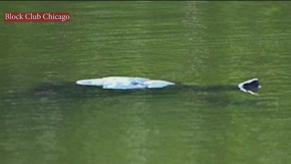 Mystery creature in Lincoln Park pond: What is lurking in the water?