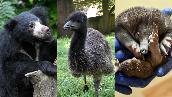 PHOTOS: Brookfield Zoo welcomes new animal residents