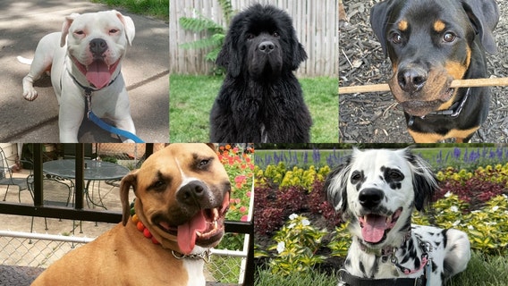 Vote now to choose Chicago's next "Ambassadog" for Peoples Gas