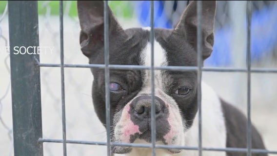 Dogs arrive in Chicago after being rescued from 'deplorable conditions' at Oklahoma puppy mill