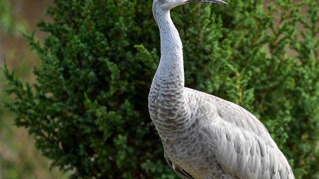Brookfield Zoo unveils new North American Prairie Aviary to highlight endangered bird species
