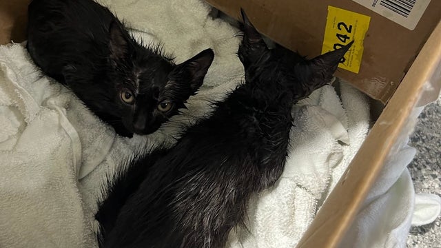 Three kittens rescued after being thrown into porta-potty in North Chicago