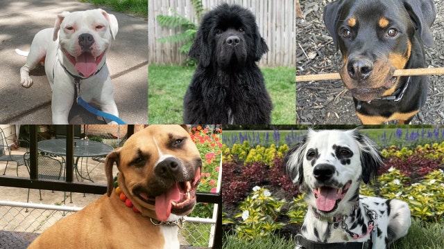 Vote now to choose Chicago's next "Ambassadog" for Peoples Gas