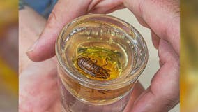 Lombard brewery faces fine after serving cicada-infused Malort shots