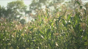 'Corn sweat': How Illinois crops are adding to the heat and humidity