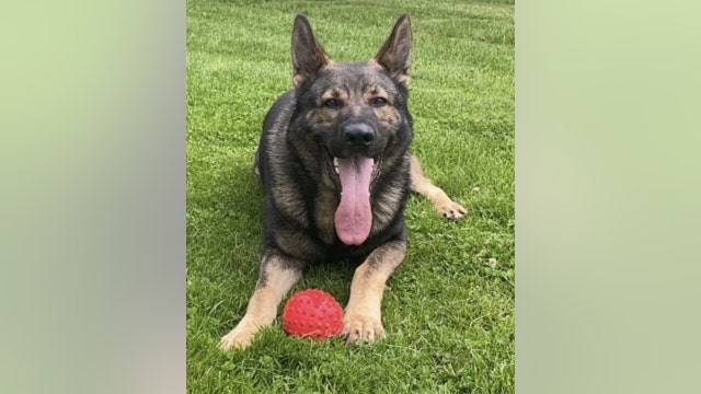 K9 captures Joliet man suspected of attacking neighbors, punching out car windows