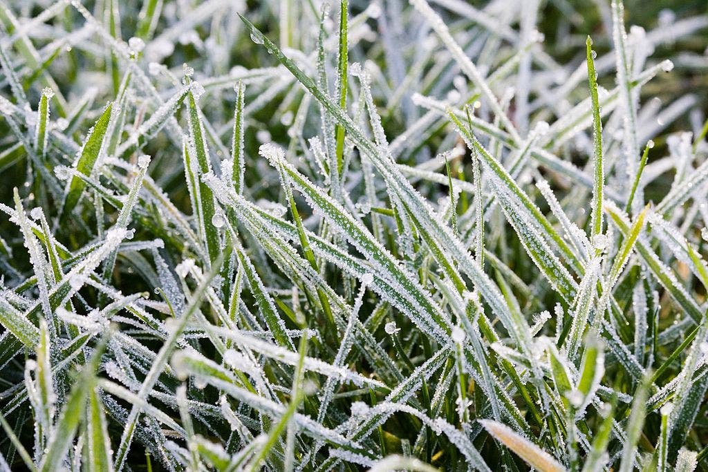 Chicago weather: Cool, cloudy day with frost risk tonight