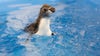 Shedd Aquarium's rockhopper penguin chicks make a splash in first swim