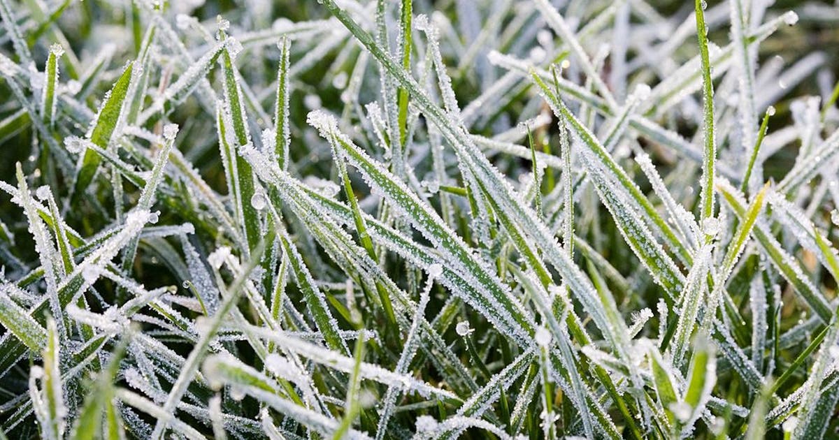 Chicago weather: Cool, cloudy day with frost risk tonight