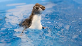 Shedd Aquarium's rockhopper penguin chicks make a splash in first swim