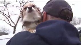 Suburban postman and Frannie the Chihuahua share heartwarming friendship