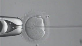 Senate votes against Right to IVF Act for second time this year