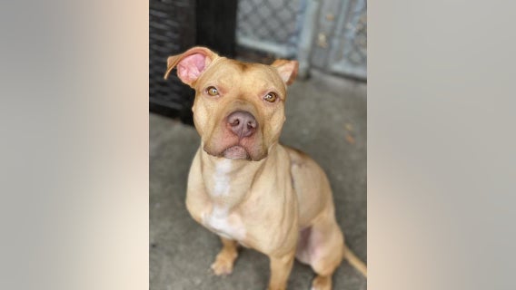 Chicago Animal Care & Control hosting fee-waived adoption event this weekend