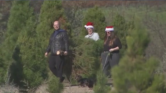 Elgin's 2024 holiday tree contest