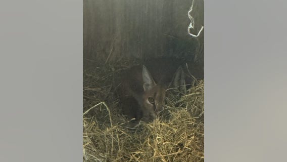 Investigation continues into origins of exotic cat rescued in Chicago suburb