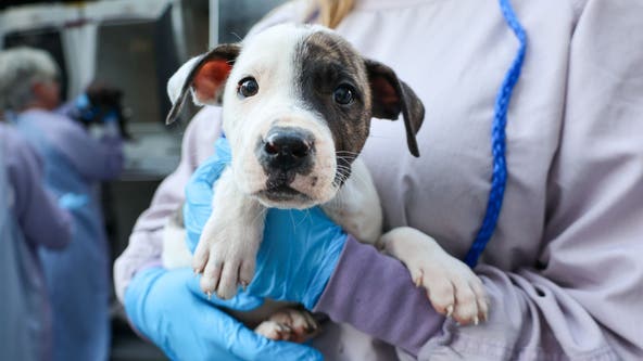 16 puppies arrive in Chicago after being rescued from Hurricane Helene