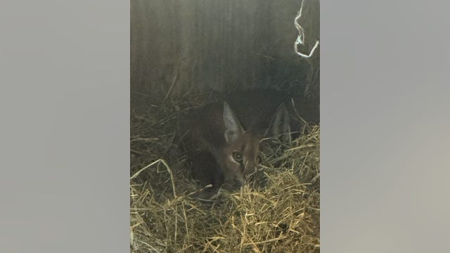 Investigation continues into origins of exotic cat rescued in Chicago suburb