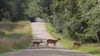 IDOT urges drivers not to swerve as deer activity increases this fall