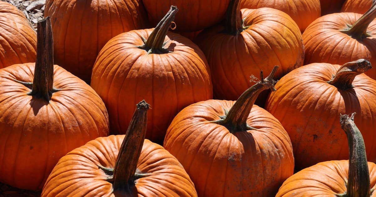 Popular Chicago-area pumpkin farm investigated over potential E. coli exposure
