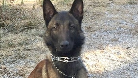 Illinois State Police K9 dies from medical complications