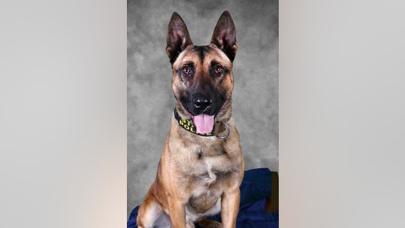 Indiana man arrested after fighting trooper, K9 during traffic stop: state police