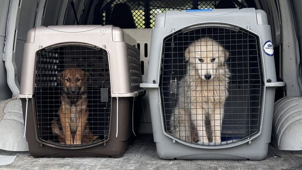 Indiana man arrested after search uncovers dozens of animals in poor condition, officials say