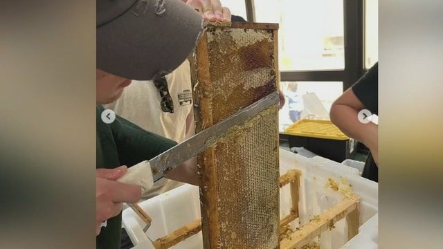 Saint Patrick High School students buzz about expanding beekeeping program
