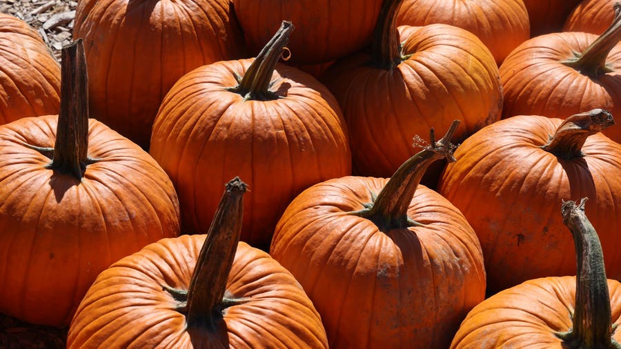 Need to ditch Halloween pumpkins? Here's where to smash, compost them in Chicago