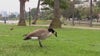 More than two dozen geese found with lead poisoning in DuPage County