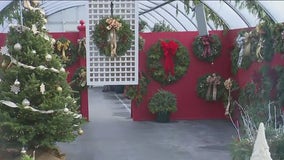 Mariani Landscape Holiday Shoppe: Your one-stop destination for perfect holiday decor