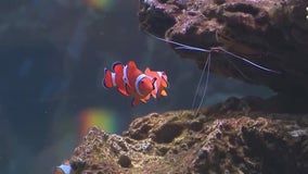 ‘Wonder of Water’ exhibit offers immersive marine experience at Shedd Aquarium