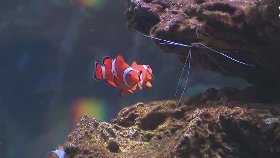 ‘Wonder of Water’ exhibit offers immersive marine experience at Shedd Aquarium