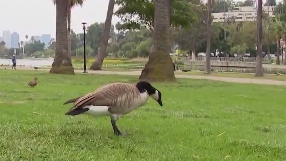 More than two dozen geese found with lead poisoning in DuPage County